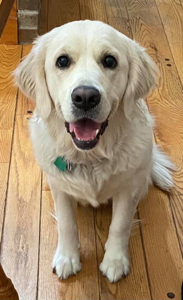 An adult English Cream Golden Retriever at Fox Meadow