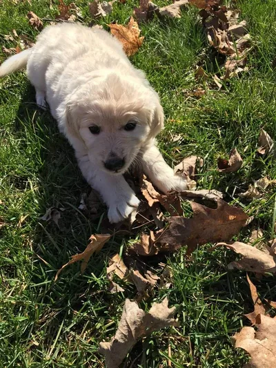 Fox Meadow English Cream Golden Retriever
