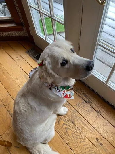 Fox Meadow English Cream Golden Retriever