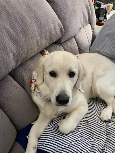 Fox Meadow English Cream Golden Retriever