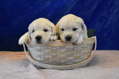 Fox Meadow English Cream Golden Retriever