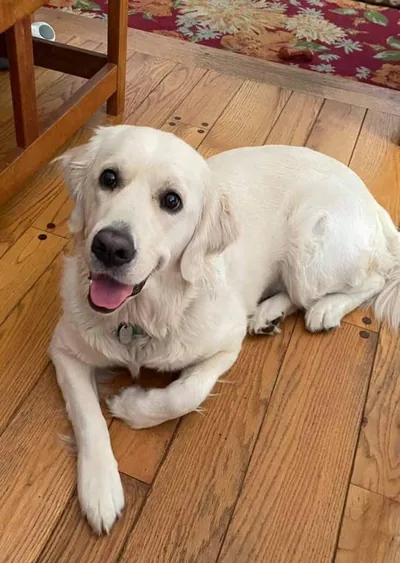 Fox Meadow English Cream Golden Retriever