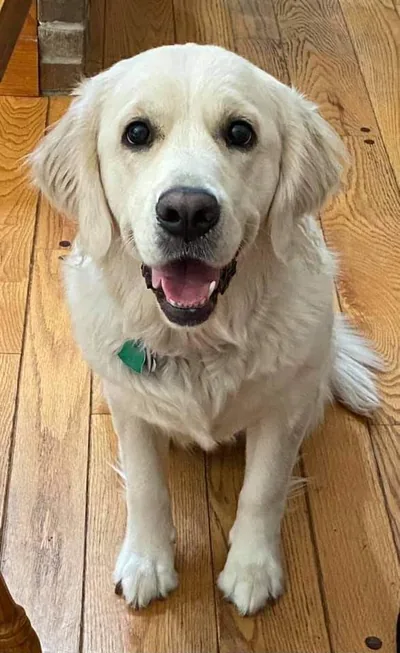 Fox Meadow English Cream Golden Retriever