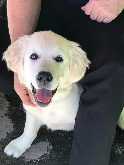 Fox Meadow English Cream Golden Retriever