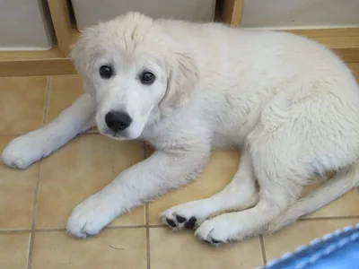 Fox Meadow English Cream Golden Retriever