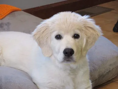 Fox Meadow English Cream Golden Retriever