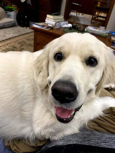 Fox Meadow English Cream Golden Retriever