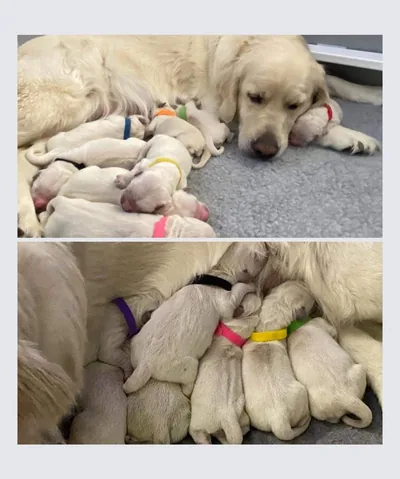 Fox Meadow English Cream Golden Retriever