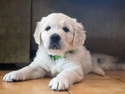 Fox Meadow English Cream Golden Retriever