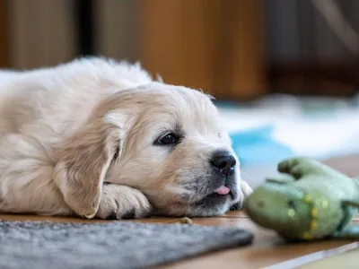 Fox Meadow English Cream Golden Retriever