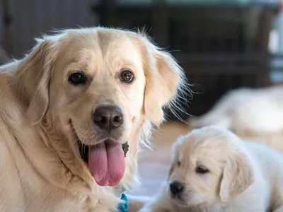 Fox Meadow English Cream Golden Retriever