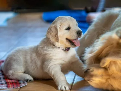 Fox Meadow English Cream Golden Retriever