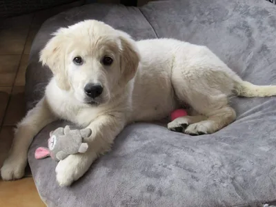 Fox Meadow English Cream Golden Retriever