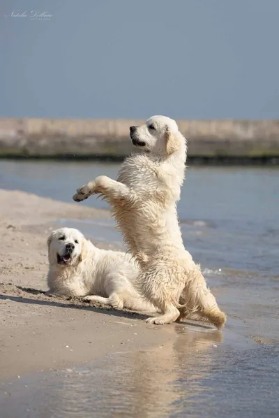 Fox Meadow English Cream Golden Retriever