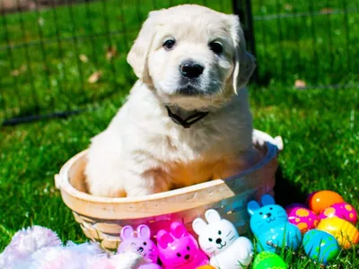 Fox Meadow English Cream Golden Retriever