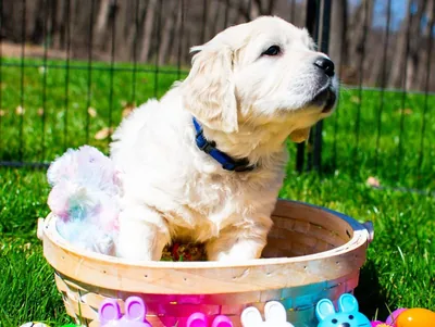 Fox Meadow English Cream Golden Retriever