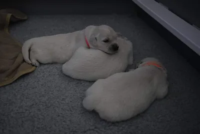 Fox Meadow English Cream Golden Retriever