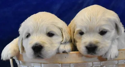 Fox Meadow English Cream Golden Retriever