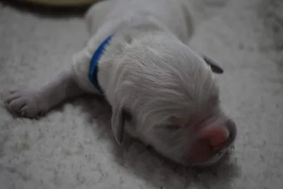Fox Meadow English Cream Golden Retriever