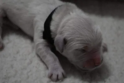 Fox Meadow English Cream Golden Retriever