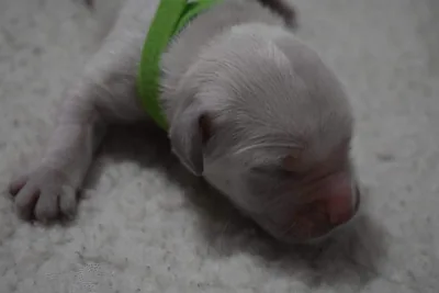 Fox Meadow English Cream Golden Retriever