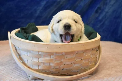 Fox Meadow English Cream Golden Retriever