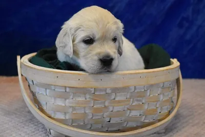 Fox Meadow English Cream Golden Retriever