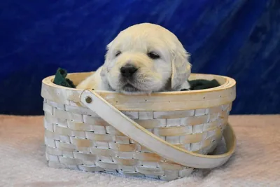 Fox Meadow English Cream Golden Retriever