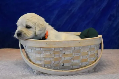 Fox Meadow English Cream Golden Retriever