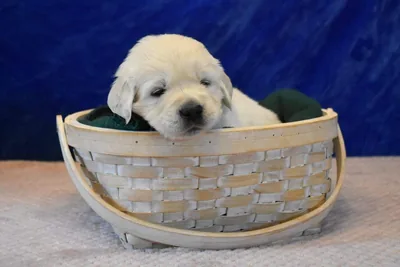 Fox Meadow English Cream Golden Retriever