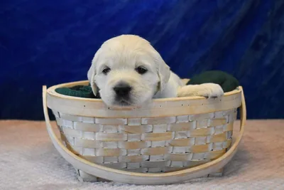 Fox Meadow English Cream Golden Retriever