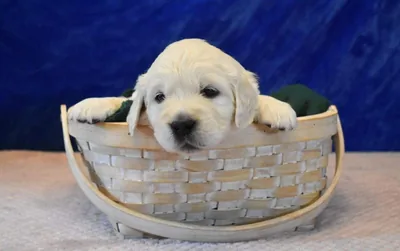 Fox Meadow English Cream Golden Retriever