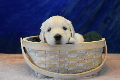 Fox Meadow English Cream Golden Retriever