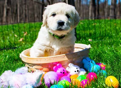 Fox Meadow English Cream Golden Retriever