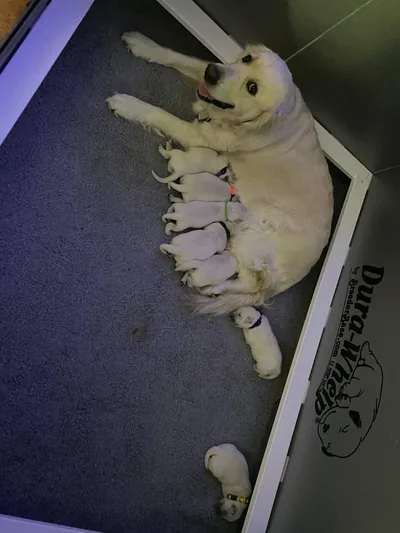 Fox Meadow English Cream Golden Retriever