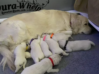 Fox Meadow English Cream Golden Retriever