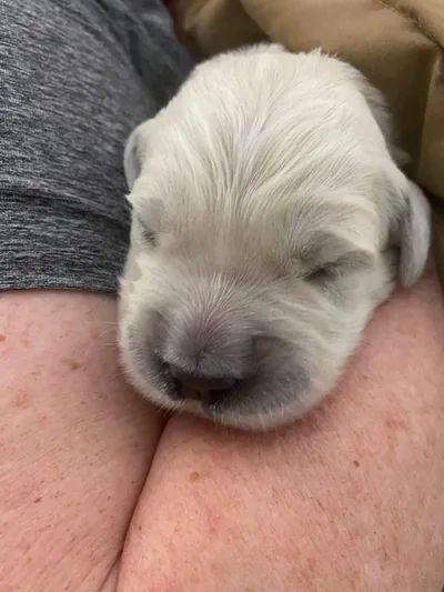 Fox Meadow English Cream Golden Retriever