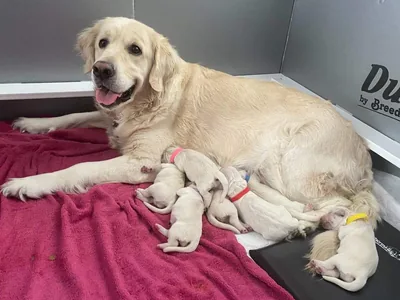 Fox Meadow English Cream Golden Retriever