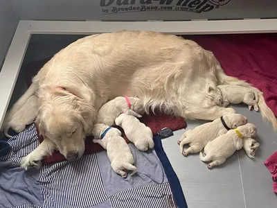 Fox Meadow English Cream Golden Retriever