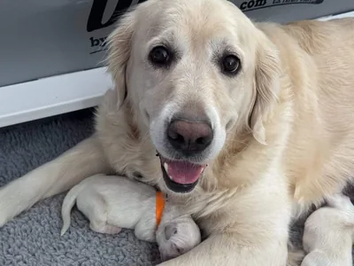 Fox Meadow English Cream Golden Retriever