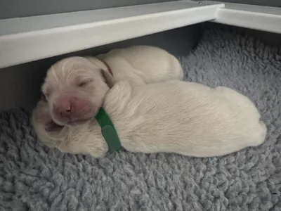 Fox Meadow English Cream Golden Retriever
