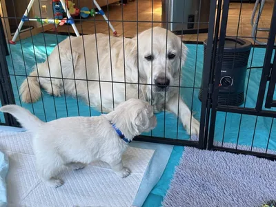 Fox Meadow English Cream Golden Retriever