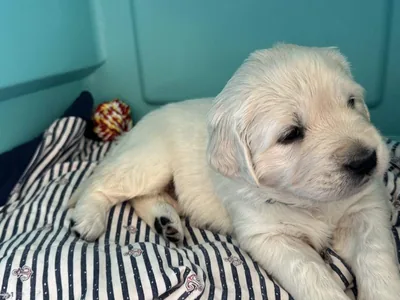 Fox Meadow English Cream Golden Retriever