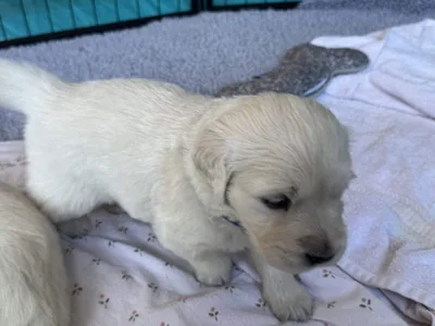 Fox Meadow English Cream Golden Retriever