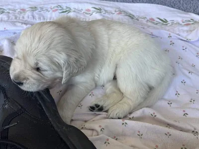 Fox Meadow English Cream Golden Retriever
