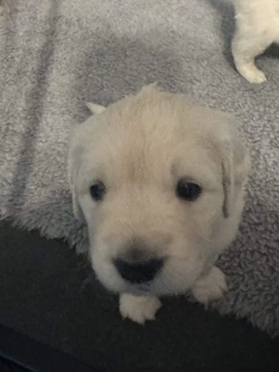 Fox Meadow English Cream Golden Retriever