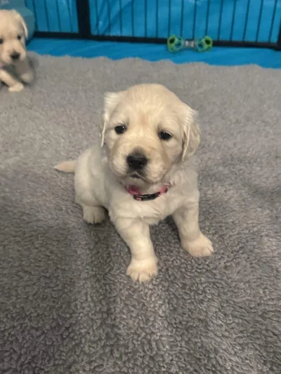 Fox Meadow English Cream Golden Retriever