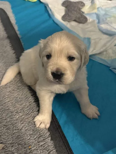 Fox Meadow English Cream Golden Retriever