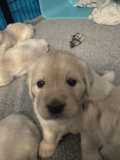 Fox Meadow English Cream Golden Retriever