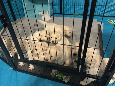 Fox Meadow English Cream Golden Retriever